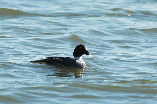 17542 zenka