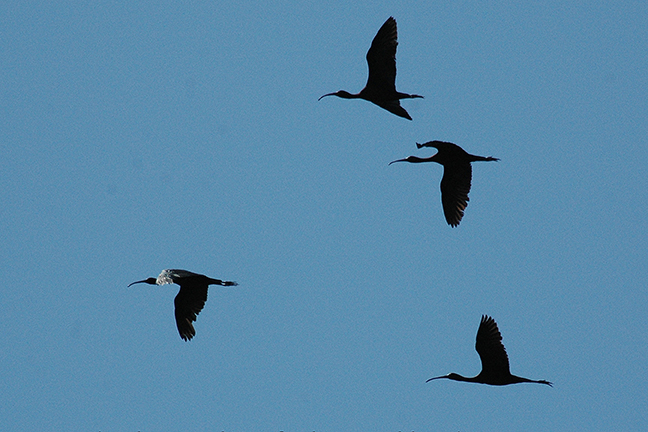 01. Ražanj (Ibis)
