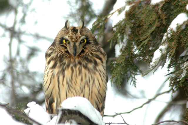 Ornitologija & Birdwatching:NALAZ RITSKE SOVE U OPOVU