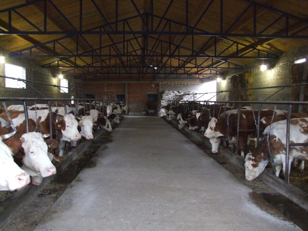 Nedimović: Povećanje premije za mleko 40 odsto