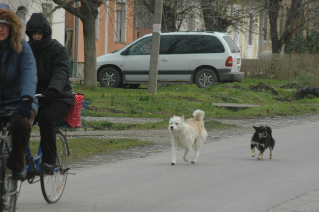 Psi lutalice na ulicama:  PROBLEM SVE VEĆI A REŠENJE JOŠ UVEK DALEKO