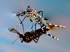 Biološko suzbijanje larvi komaraca:  DRUGI TRETMAN OVE SEZONE