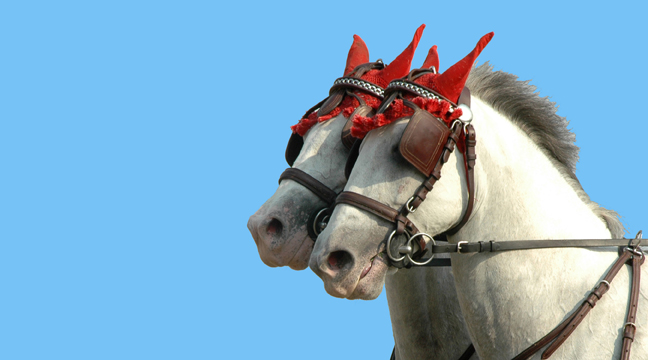 Peta smotra paradnih konja i fijakera Opovo 2015:  OPOVAČKA FIJAKERIJADA U PETAK