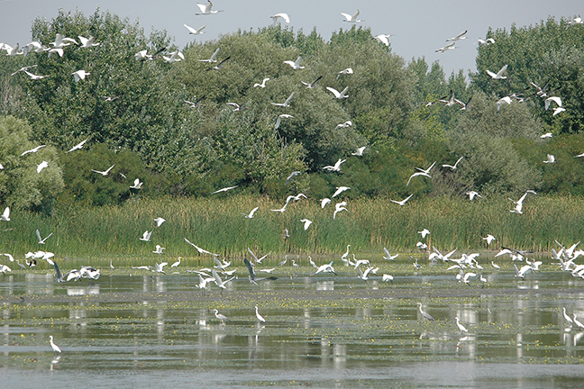 Dan zaštite prirode u Srbiji: PRAZNIK ILI OBIČNA FARSA, PROSUDITE SAMI