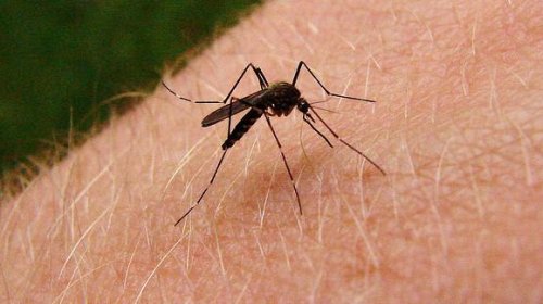 Tretiranje odraslih formi komaraca: PRVI TRETMAN PLANIRAN U NEDELJU 11. JUNA