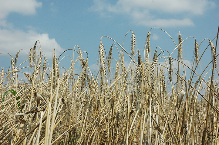 Žetva pšenice 2017:  ŽETVA PRI KRAJU, DOBAR PRINOS I KVALITET ZRNA