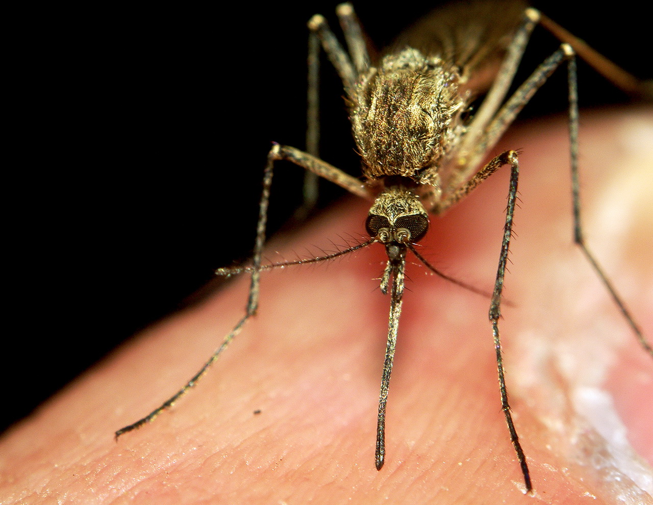 Tretman odraslih formi komaraca iz vazduha:  ČETVRTI TRETMAN U PETAK 8. SEPTEMBRA
