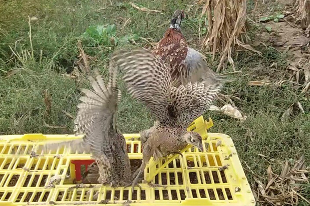 Udruženje lovaca Opovo: Nabavka i puštanje fazana u lovišta