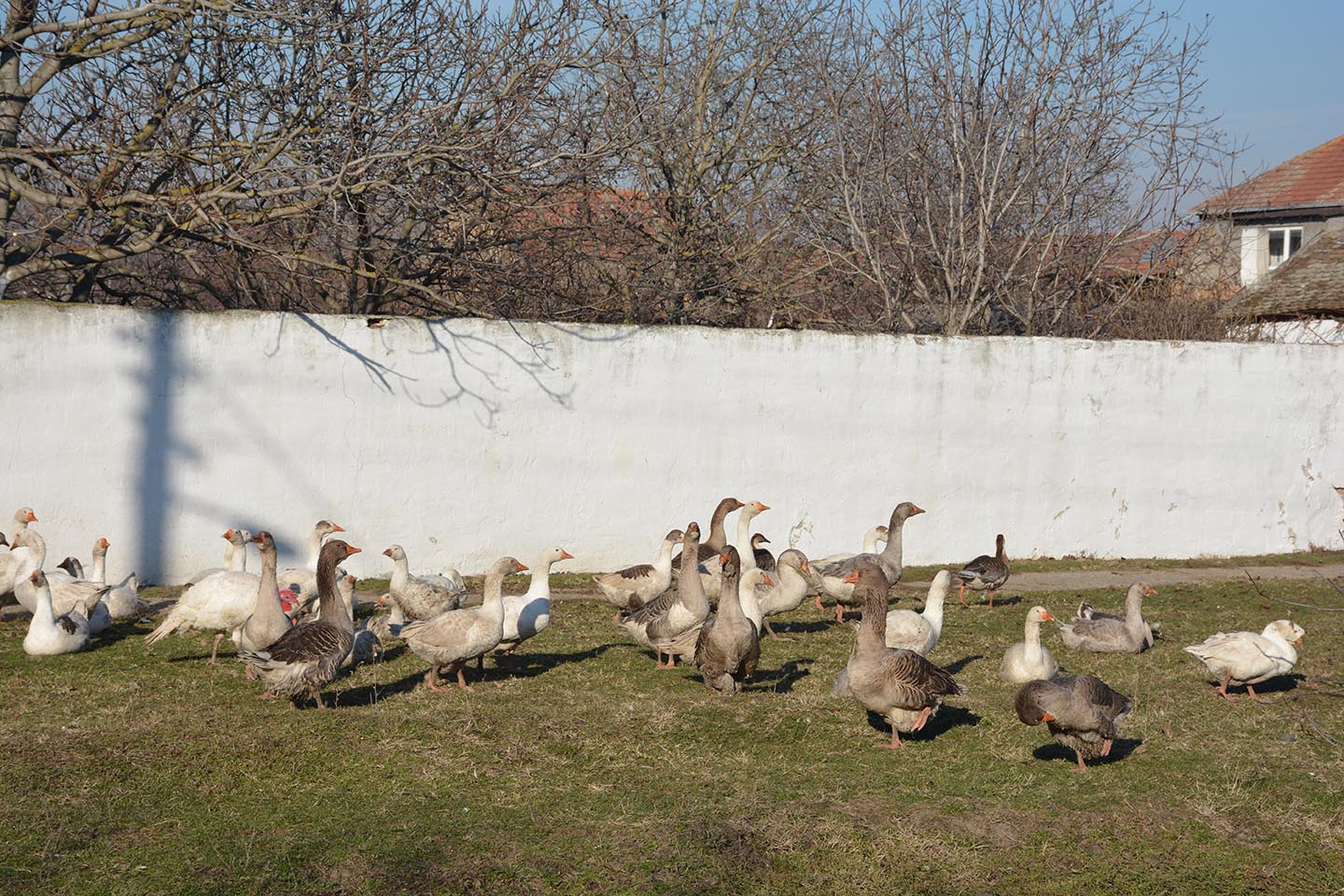 Dobro jutro:  NA BADNJI DAN PROMENLJIVO OBLAČNO, 13 STEPENI