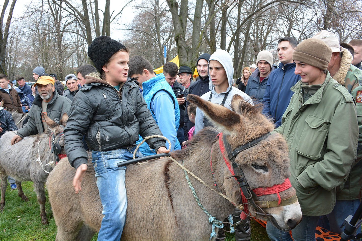 Još jedan Ovčarski dan u Sakulama:  PREKO 40 IZLAGAČA, KVALITET KOLEKCIJA IZNAD PROSEKA (VIDEO)