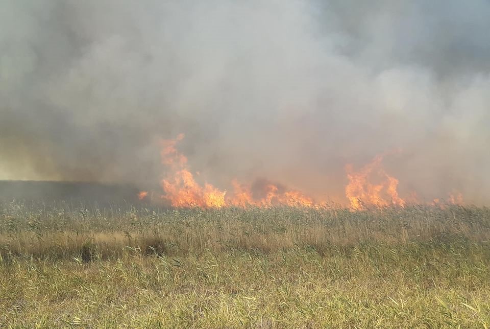 Požar u sakulskom ataru:  GORELA ŠUMA I NISKO RASTINJE