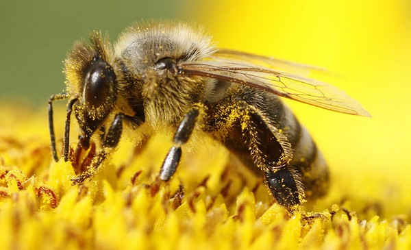 Inspekcija za zaštitu životne sredine: DONACIJA PREPARATA ZA PČELARE