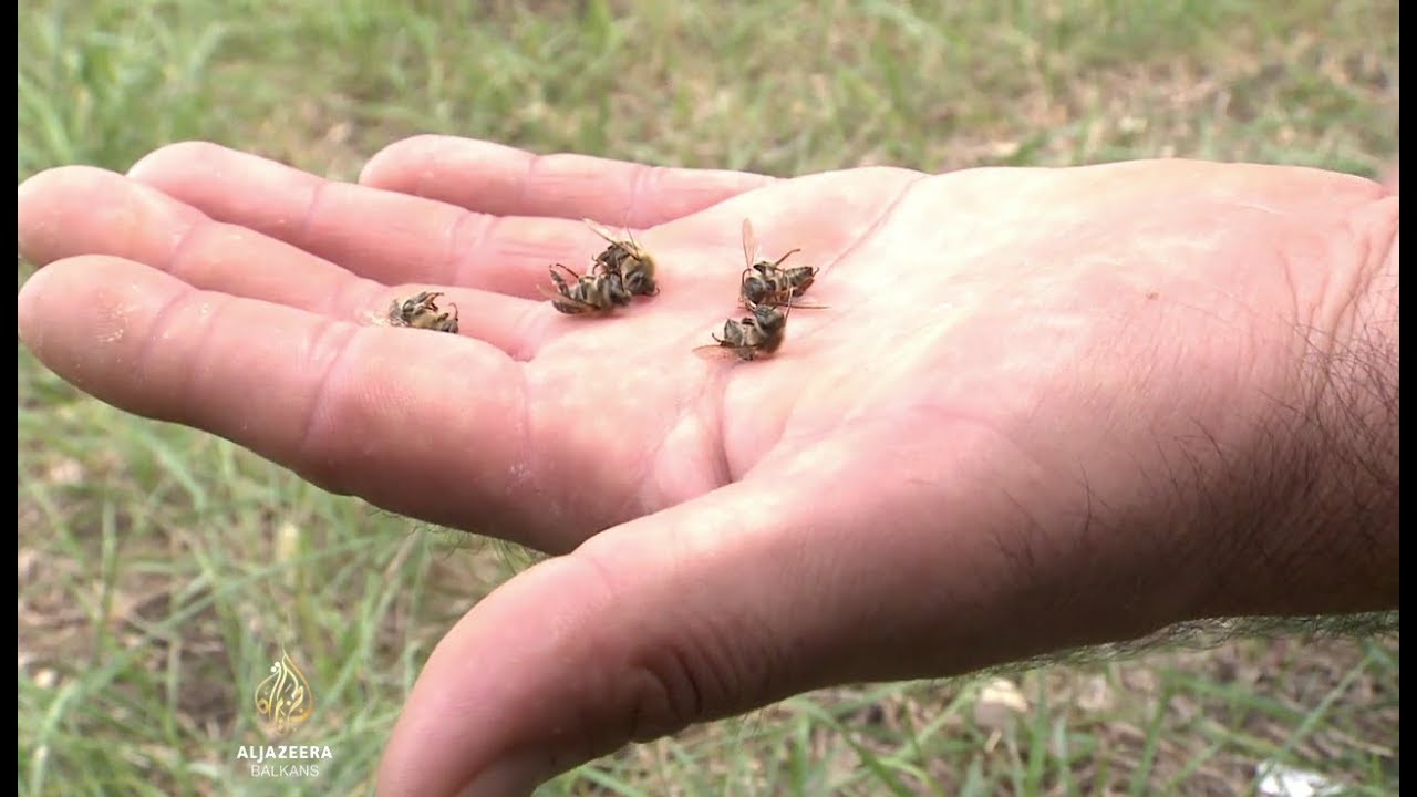 Uprava za zaštitu pčela i SPOS: Sprečimo trovanje pčela