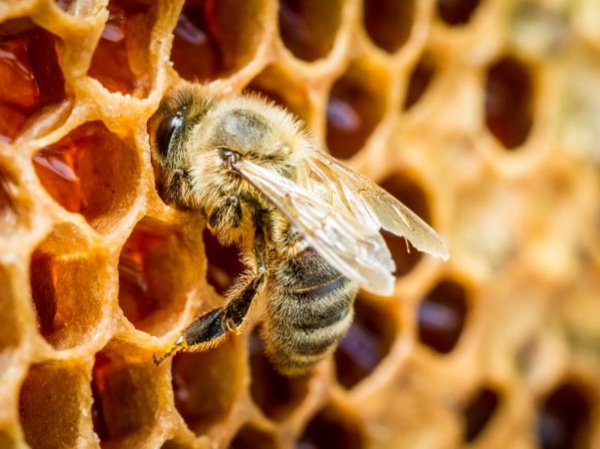 Inspekcija za zaštitu životne sredine: LEKOVI ZA PČELE SPREMNI ZA ISPORUKU