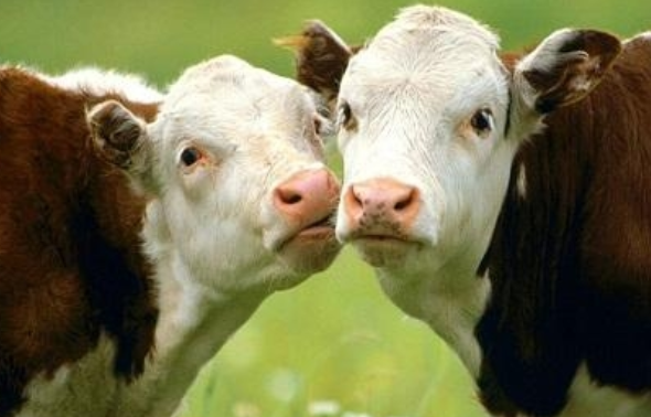 Stočarstvo: Zašto je sve više krava u Banatu