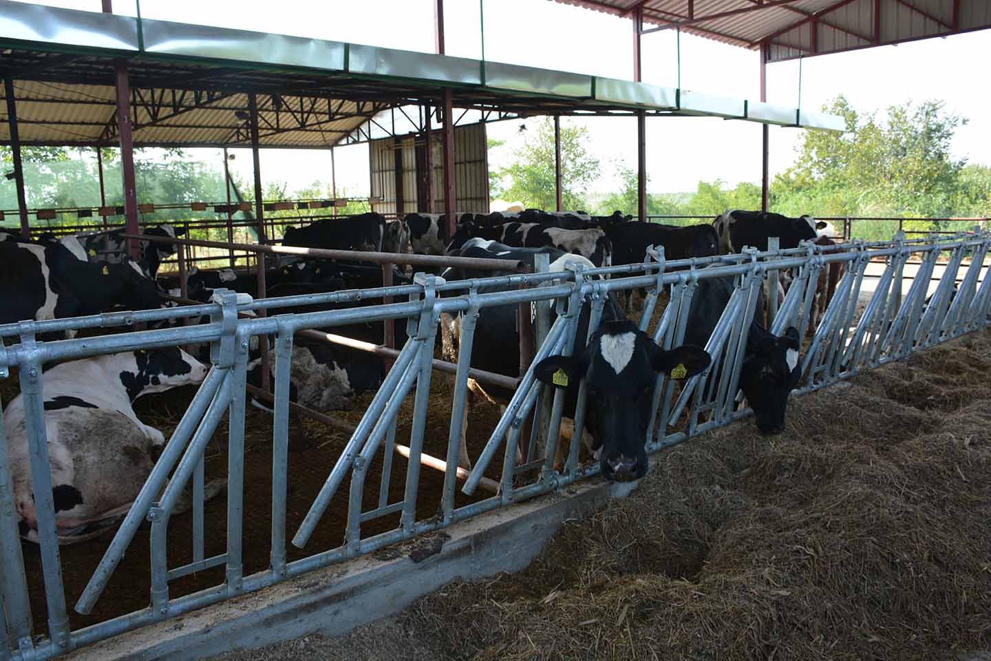 Stočarstvo statistika: U Srbiji smanjen broj goveda za 6,9 odsto, a svinja za 7 procenata, više grla ovaca