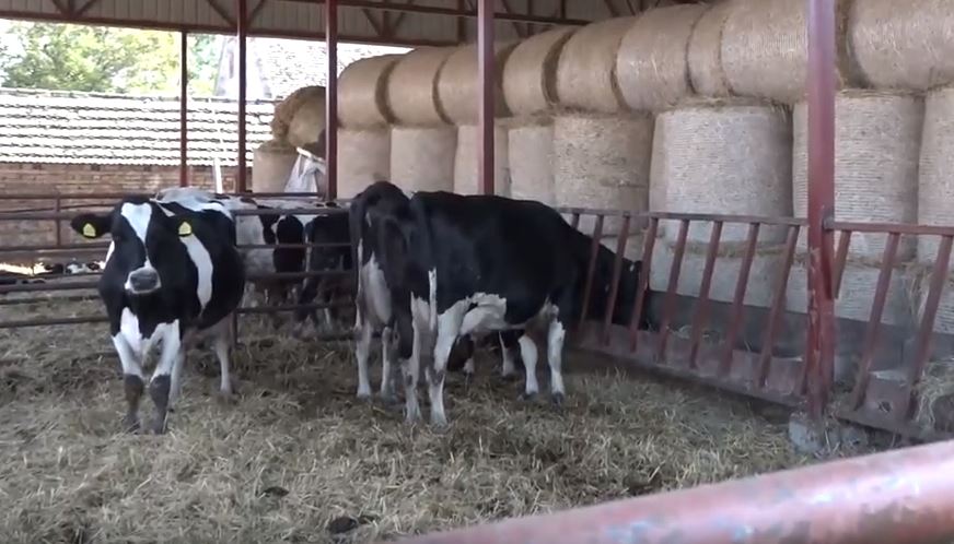 Stočarstvo i subvencije: Premije za mleko biće povećane sa 10 na 15, subvencije po kravi, sa 25.000 na 30.000 dinara