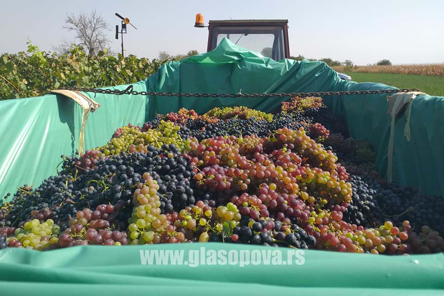 Berba grožđa u Sakulama: RODNO U VINOGRADU PIPERSKOG