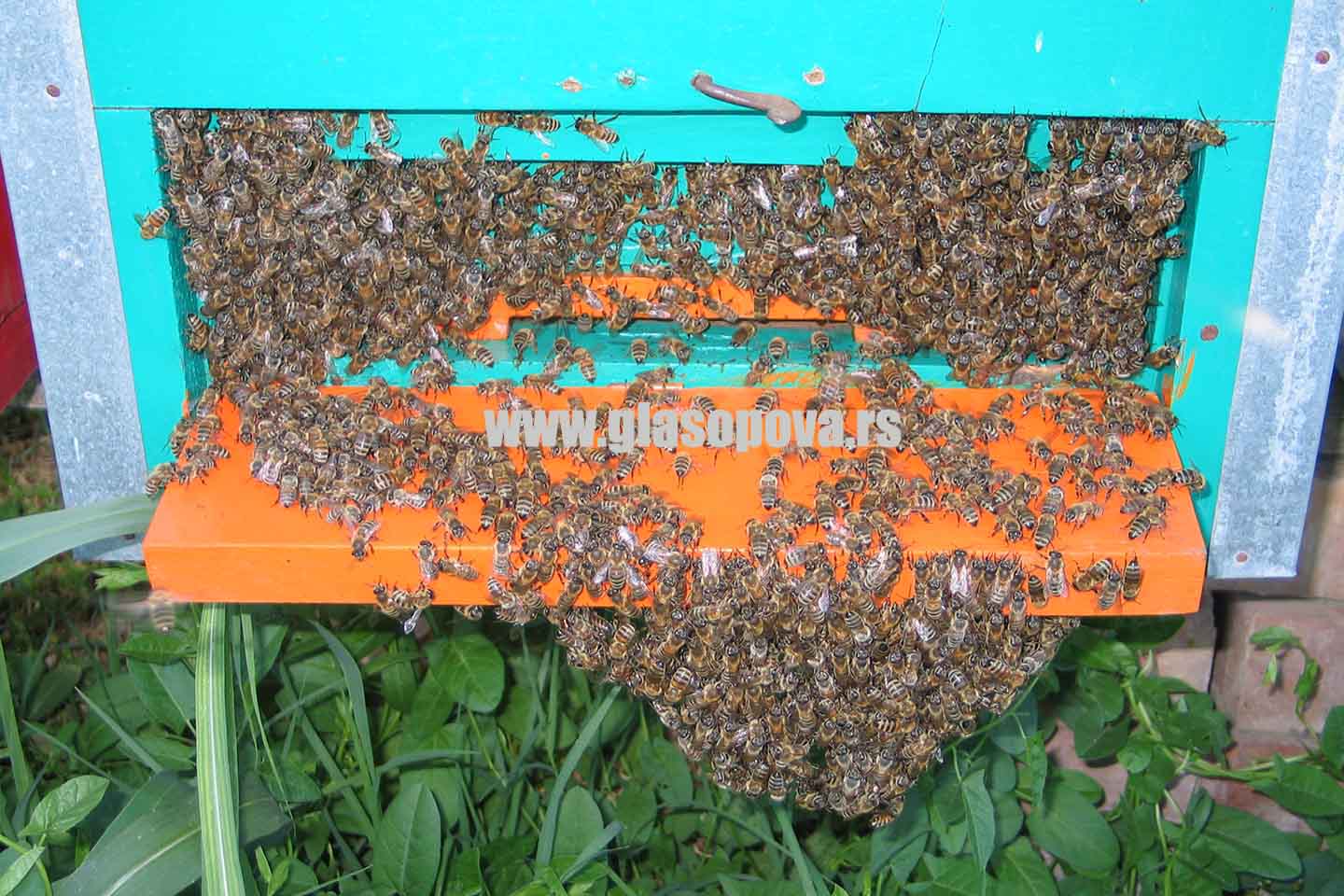 Pčelarstvo: Nezakonito postavljanje košnica na teritoriji opštine Opovo