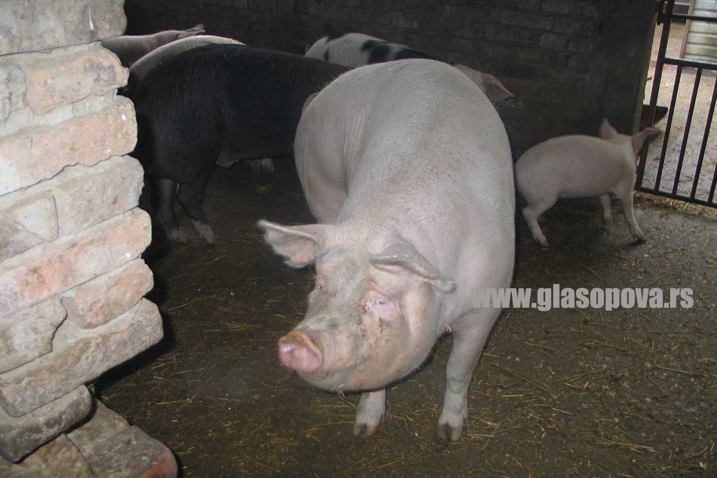 Veterinarska stanica Pančevo: Zbog afričke kuge obavezno obeležavanje svinja