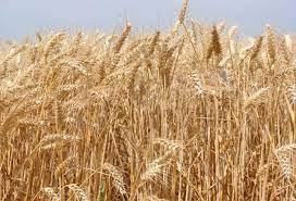 Berza i poljoprivreda: Rasle cene poljoprivrednih proizvoda, pšenice najviše