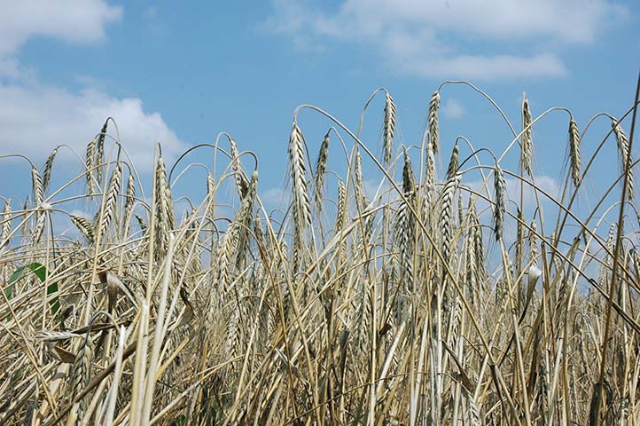 Produktna berza:  Cena pšenice u novom rekordu, skok zbog povećanja kvota