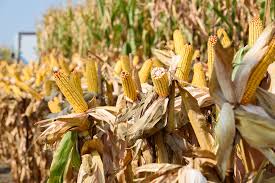 Ratarstvo: Kukuruz, soj i suncokret podbacili zbog suše