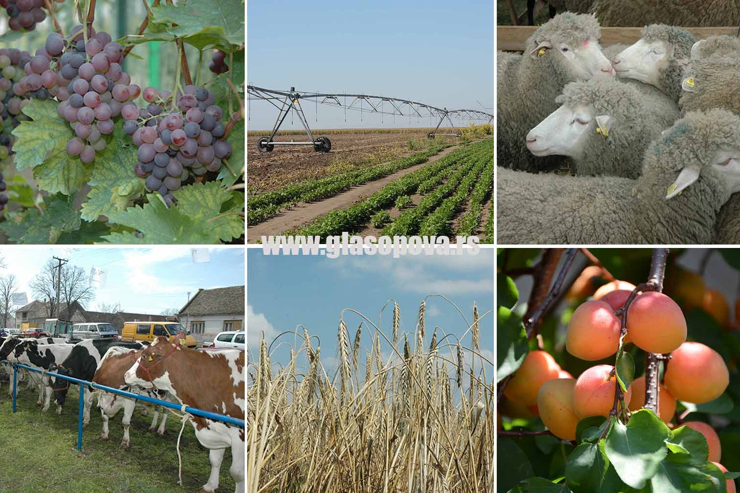 Konkurs za izbor najboljeg poljoprivrednog gazdinstva i najboljeg mladog poljoprivrednika Srbije u 2022. godini