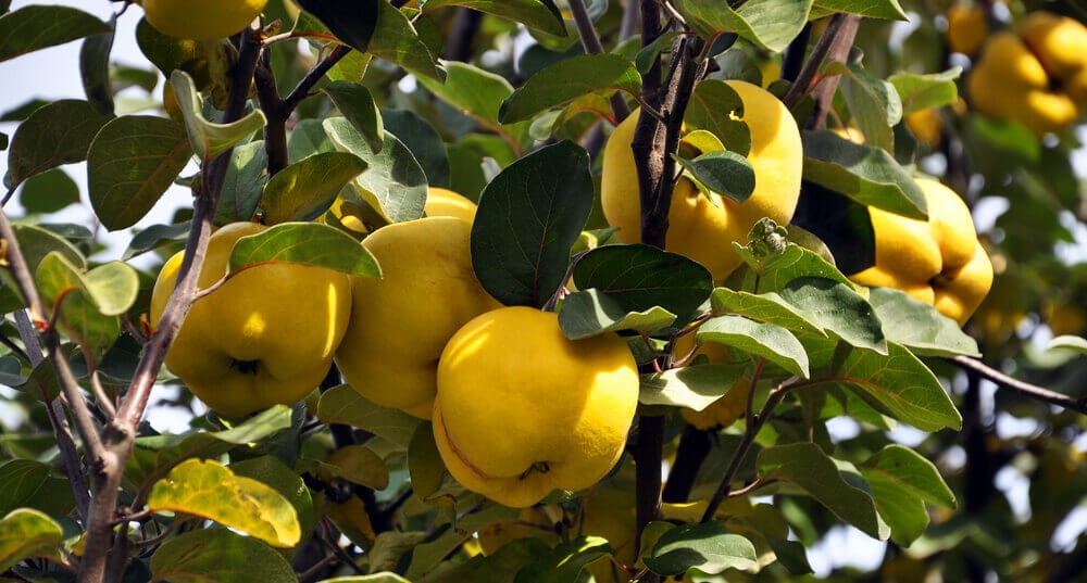 Jesenja voćka: U dunji više vitamina C nego u limunu