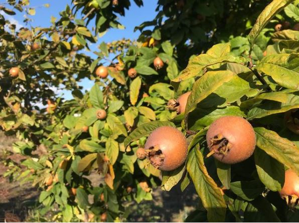 Jesenje voće: Mušmula, zaboravljena voćka