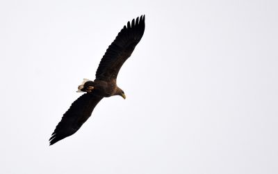 Ptice našeg kraja: Belorepan, najveći evropski orao