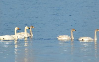 Zimski popis ptica vodenih staništa: U Barandi retki gosti sa dalekog severa