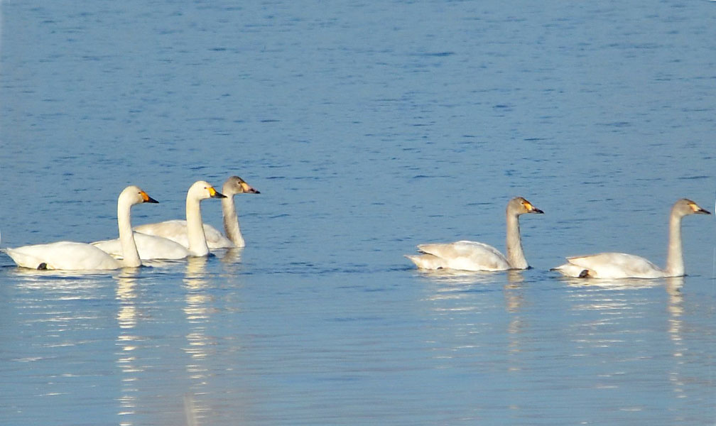 Zimski popis ptica vodenih staništa: U Barandi retki gosti sa dalekog severa