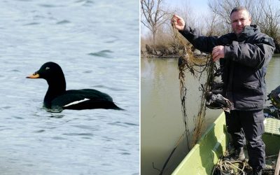Ribolovački savez Vojvodine: Retka i zaštićena ptica u mrežama ribokradica
