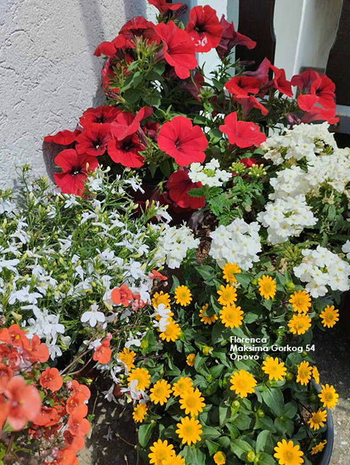 Rasadnik cveća Florenca: Sezonsko sniženje cena