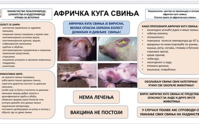 Ministarstvo poljoprivrede, šumarstva i vodoprivrede: U 32 opštine potvrđeno 1569 slučaja afričke kuge svinja