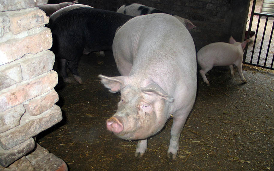 Lokalni krizni centar: Novo obaveštenje za držaoce svinja