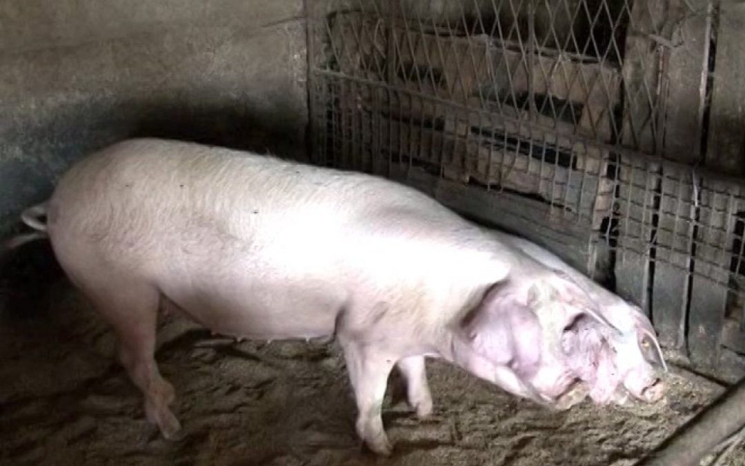 Područje opštine Opovo proglašeno ugroženim od zarazne bolesti Afrička kuga svinja