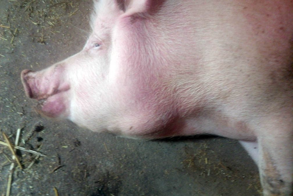 Važna obaveštenja za držaoce svinja: Sprovođenje mera na zaraženim gazdinstvima