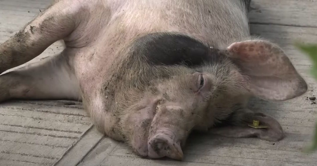 Lokalni krizni centar: U naredna tri dana odnošenje uginulih svinja i sprovođenje mera na zaraženim gazdinstvima